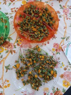 IMG-20260519-WA0042